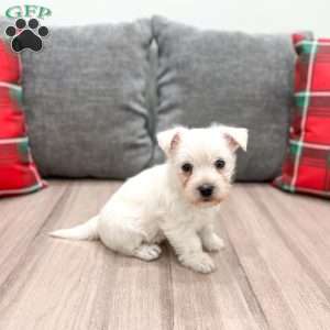 Ivory, West Highland Terrier Puppy