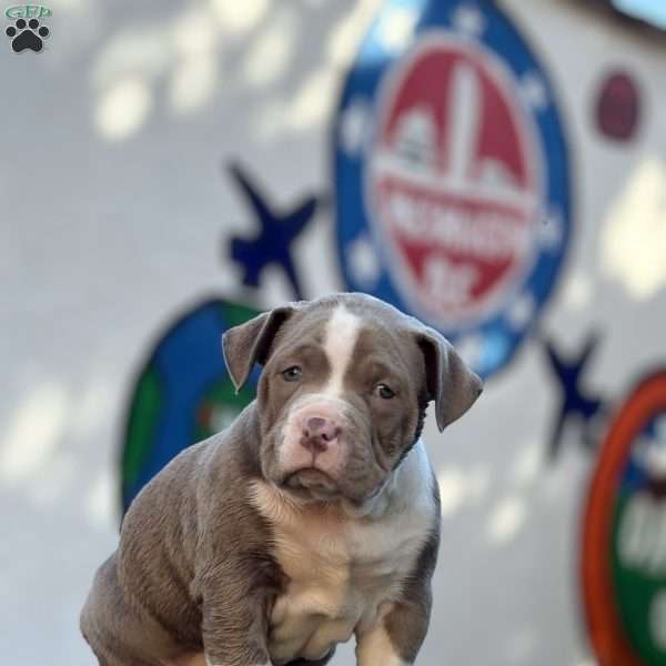 2 Dots, American Bully Puppy