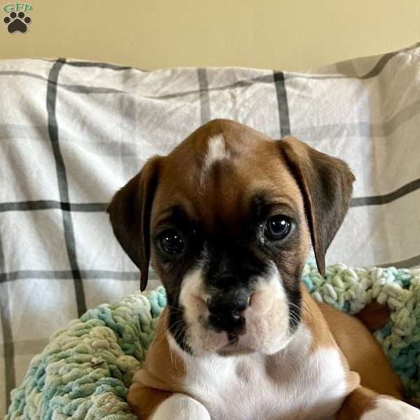 Conway, Boxer Puppy