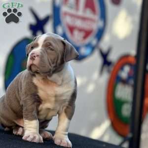 2 Dots, American Bully Puppy