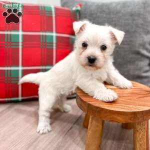 Ivory, West Highland Terrier Puppy