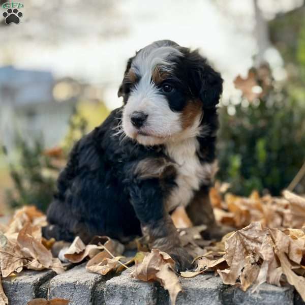 Muffy, Mini Bernedoodle Puppy