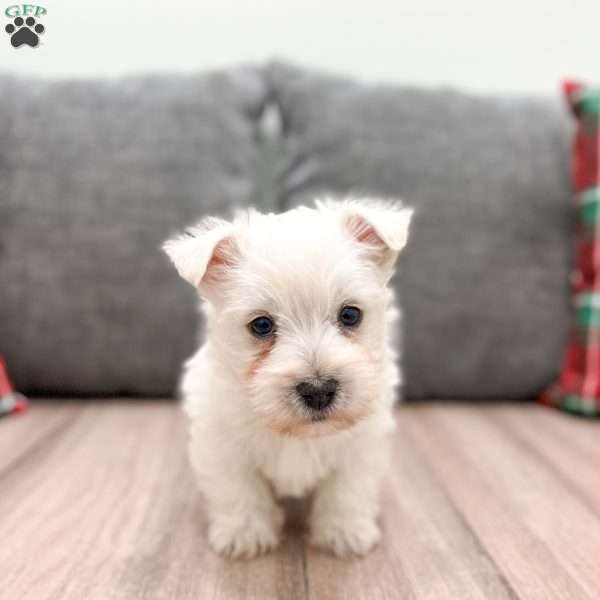 Fynn, West Highland Terrier Puppy