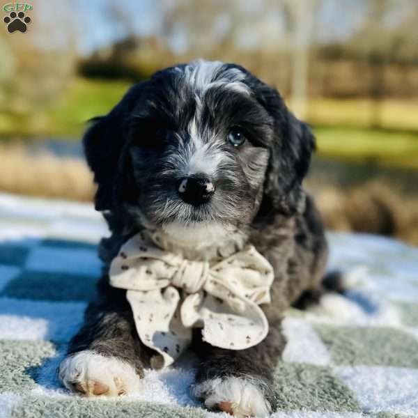 Autumn, Bernedoodle Puppy