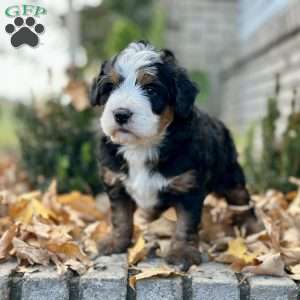 Muffy, Mini Bernedoodle Puppy