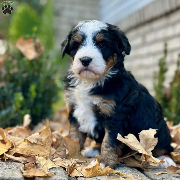 Mollie, Mini Bernedoodle Puppy