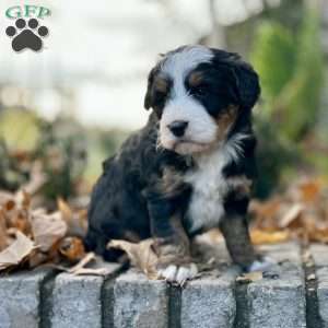 Mollie, Mini Bernedoodle Puppy