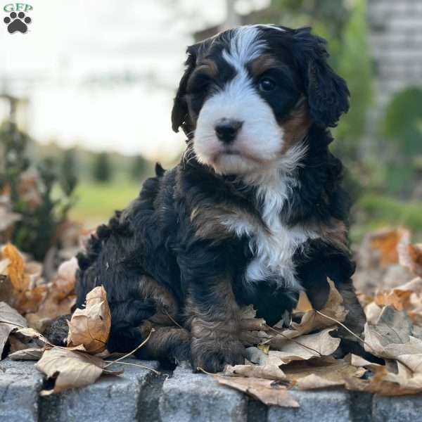 Mona, Mini Bernedoodle Puppy