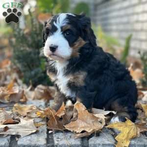 Mona, Mini Bernedoodle Puppy