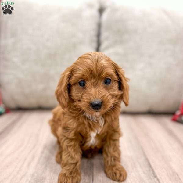 River, Cockapoo Puppy