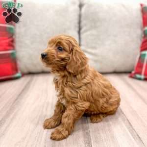 River, Cockapoo Puppy