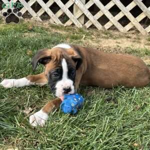 Waylon, Boxer Puppy