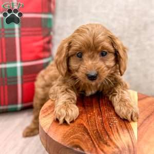 River, Cockapoo Puppy