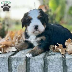 Manny, Mini Bernedoodle Puppy