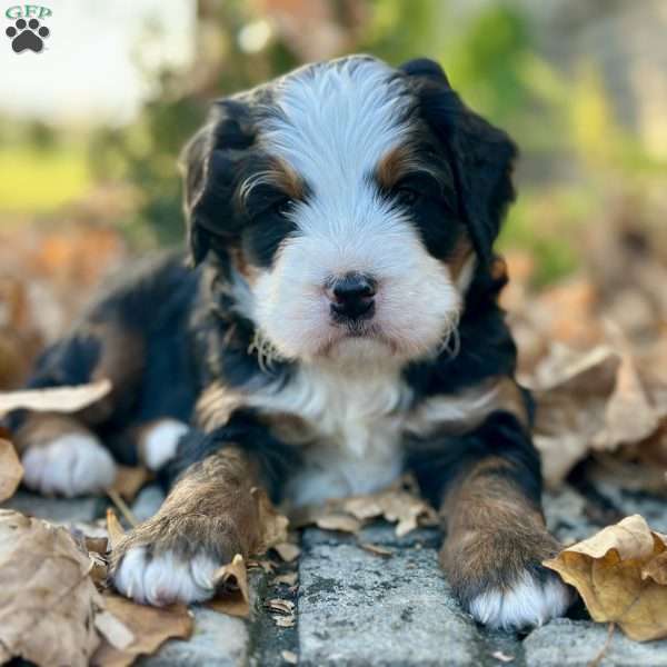 Manny, Mini Bernedoodle Puppy