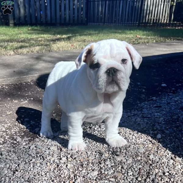 Chubbs, English Bulldog Puppy