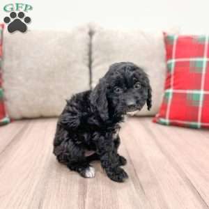 Jade, Cockapoo Puppy