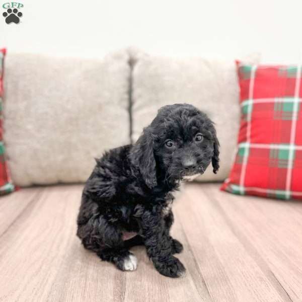 Jade, Cockapoo Puppy