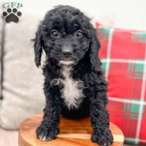 Jade, Cockapoo Puppy