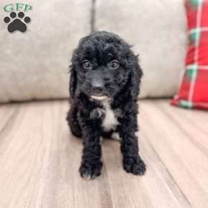 Jade, Cockapoo Puppy