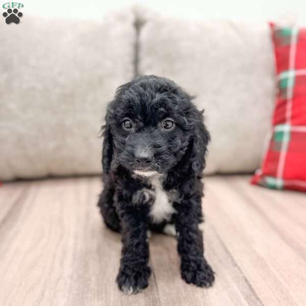 Jade, Cockapoo Puppy