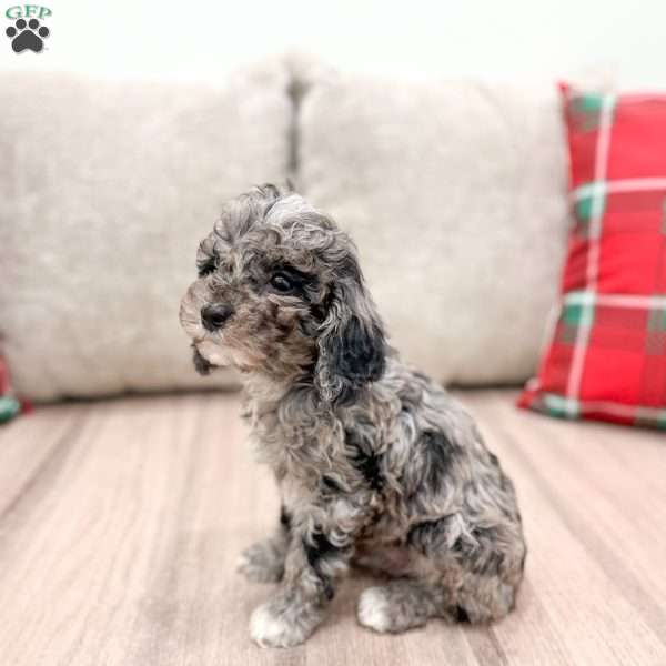 Casper, Cockapoo Puppy