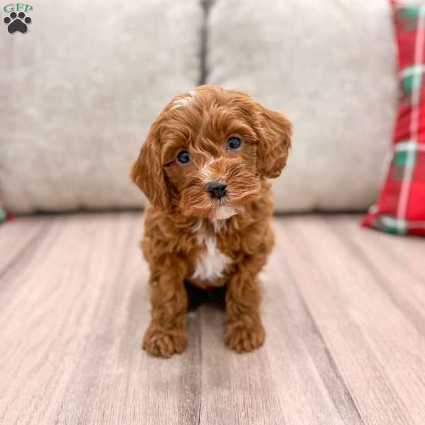 Oliver, Cockapoo Puppy