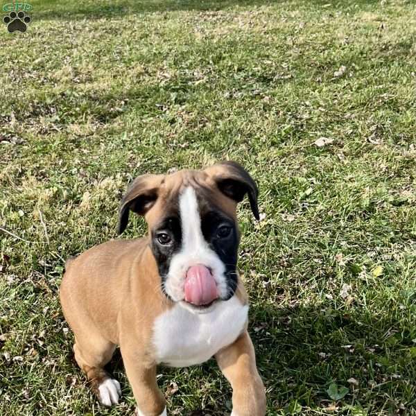 Waylon, Boxer Puppy