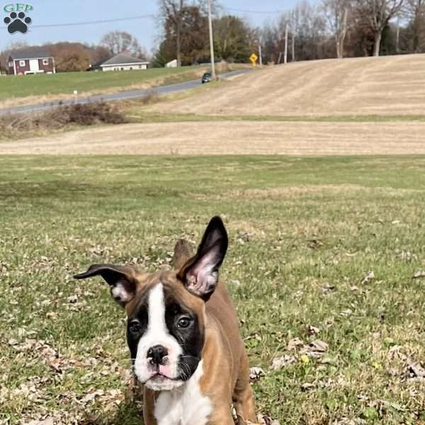 Waylon, Boxer Puppy