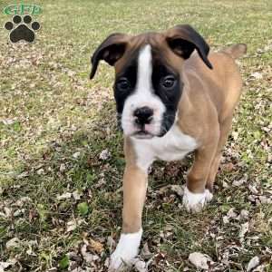 Waylon, Boxer Puppy