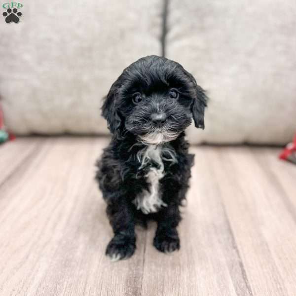 Flynn, Cockapoo Puppy