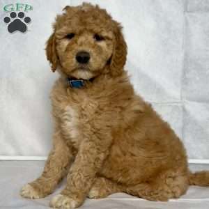 Ginger, Goldendoodle Puppy