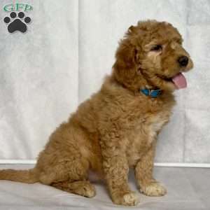 Ginger, Goldendoodle Puppy