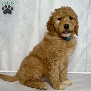 Ginger, Goldendoodle Puppy