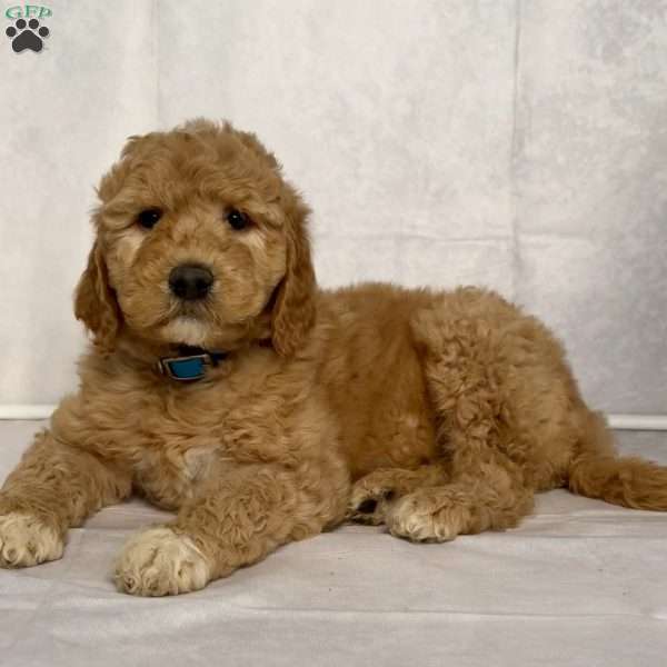 Ginger, Goldendoodle Puppy