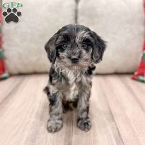 Asher, Cockapoo Puppy