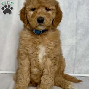 Ginger, Goldendoodle Puppy