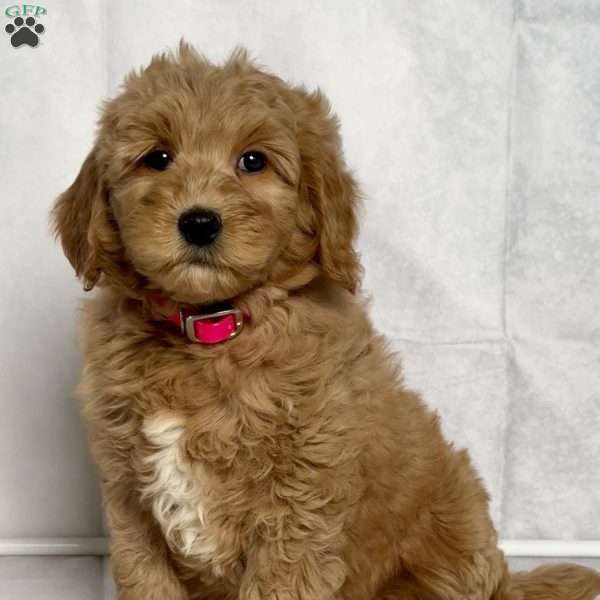 Gracie, Goldendoodle Puppy