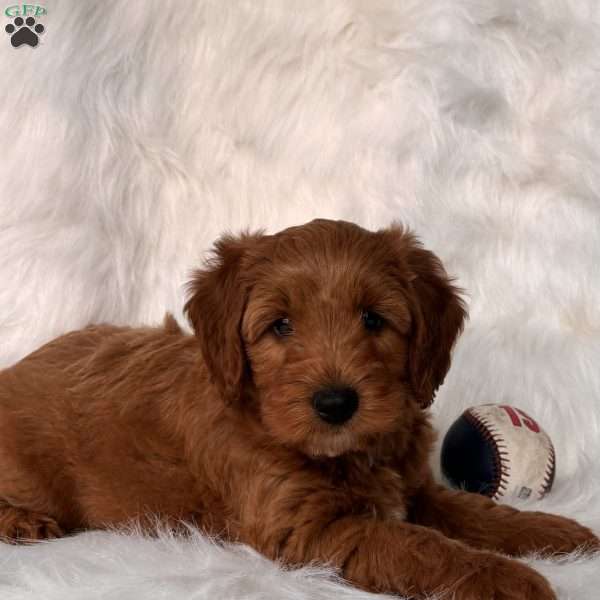 Rocky, Mini Whoodle Puppy