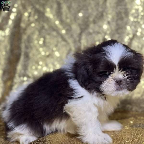 Thea, Shih Tzu Puppy