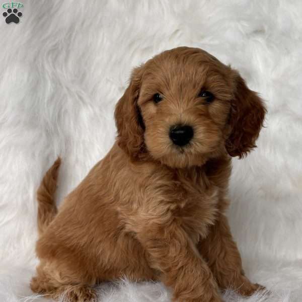 Finn, Mini Whoodle Puppy