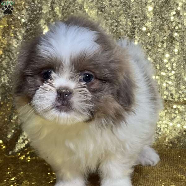 Trisha, Shih Tzu Puppy