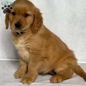 Brandy, Golden Retriever Puppy