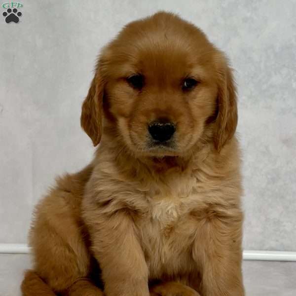 Brandy, Golden Retriever Puppy