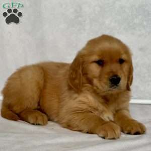 Brandy, Golden Retriever Puppy