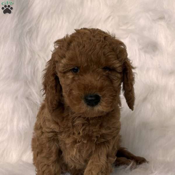 Charlie, Mini Whoodle Puppy