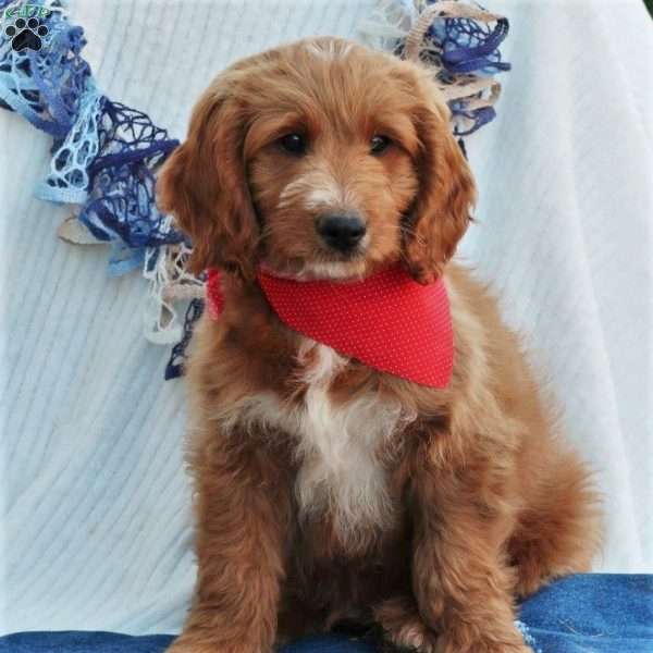 Oliver, Mini Labradoodle Puppy