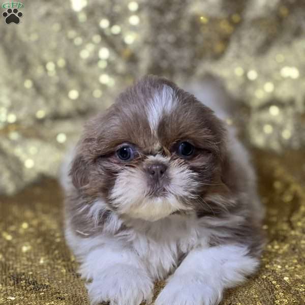 Tara, Shih Tzu Puppy