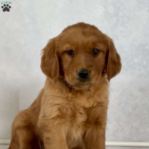 Bambi, Golden Retriever Puppy