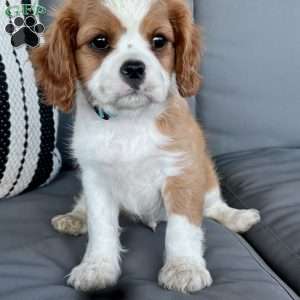 River, Cavalier King Charles Spaniel Puppy